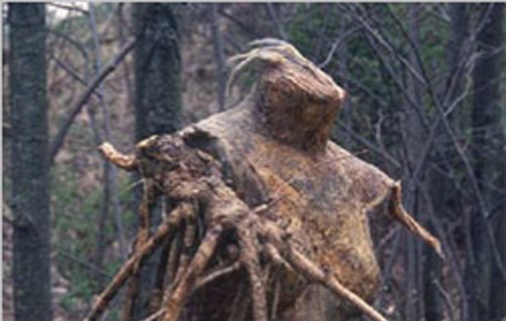 eerie wooden sculpture in the forest
