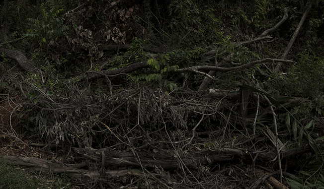 mossy fallen trees in a forest