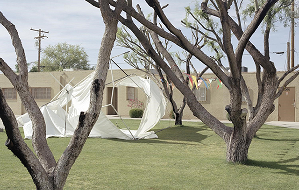 two trees on a well manicured lawn in front of a building